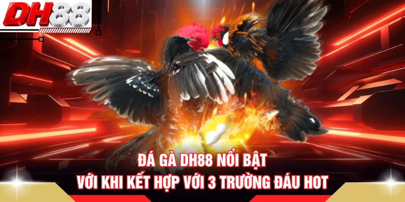 Đá gà DH88 nổi bật với khi kết hợp với 3 trường đấu hot